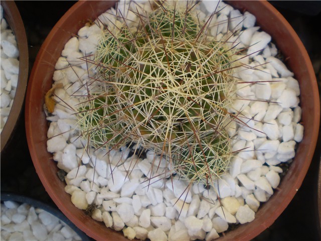 kaktus